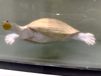 クリックで拡大画像表示