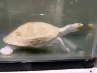 クリックで拡大画像表示