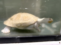 クリックで拡大画像表示