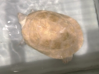 クリックで拡大画像表示