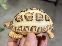 クリックで拡大画像表示