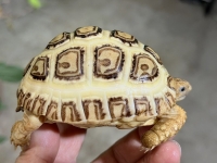 クリックで拡大画像表示