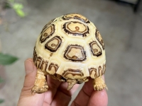 クリックで拡大画像表示