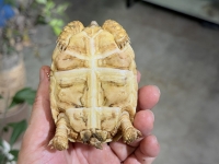 クリックで拡大画像表示