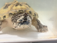 クリックで拡大画像表示