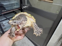 クリックで拡大画像表示