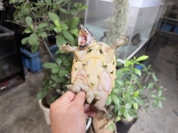 クリックで拡大画像表示