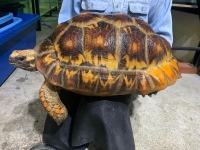 クリックで拡大画像表示