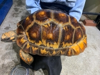 クリックで拡大画像表示