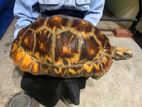 クリックで拡大画像表示