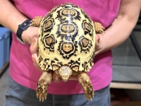 クリックで拡大画像表示