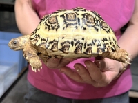 クリックで拡大画像表示