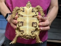 クリックで拡大画像表示