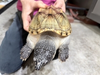 クリックで拡大画像表示