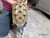 クリックで拡大画像表示