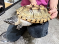 クリックで拡大画像表示