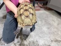 クリックで拡大画像表示