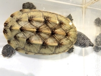 クリックで拡大画像表示