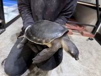 クリックで拡大画像表示