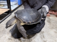 クリックで拡大画像表示