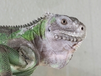 クリックで拡大画像表示