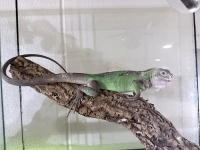 クリックで拡大画像表示