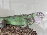 クリックで拡大画像表示