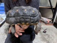 クリックで拡大画像表示