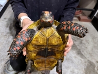 クリックで拡大画像表示