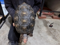 クリックで拡大画像表示