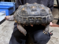 クリックで拡大画像表示