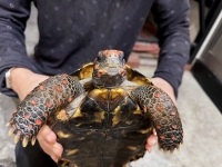 クリックで拡大画像表示