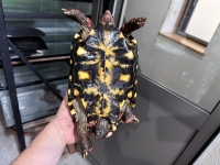 クリックで拡大画像表示