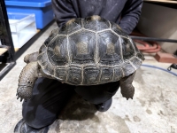 クリックで拡大画像表示