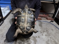 クリックで拡大画像表示