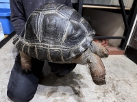 クリックで拡大画像表示