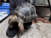 クリックで拡大画像表示