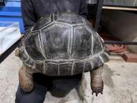 クリックで拡大画像表示