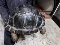 クリックで拡大画像表示