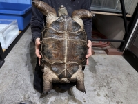 クリックで拡大画像表示