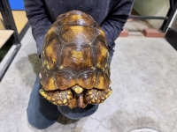 クリックで拡大画像表示