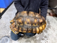 クリックで拡大画像表示