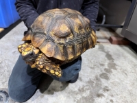 クリックで拡大画像表示