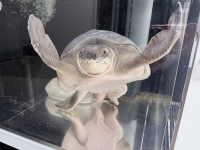 クリックで拡大画像表示