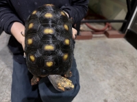 クリックで拡大画像表示