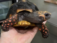 クリックで拡大画像表示