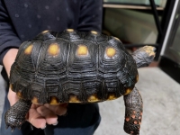 クリックで拡大画像表示