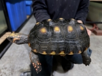 クリックで拡大画像表示