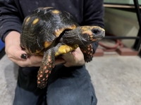 クリックで拡大画像表示