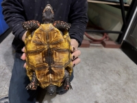 クリックで拡大画像表示